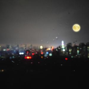 97年白嫩系玉米地苏晴
